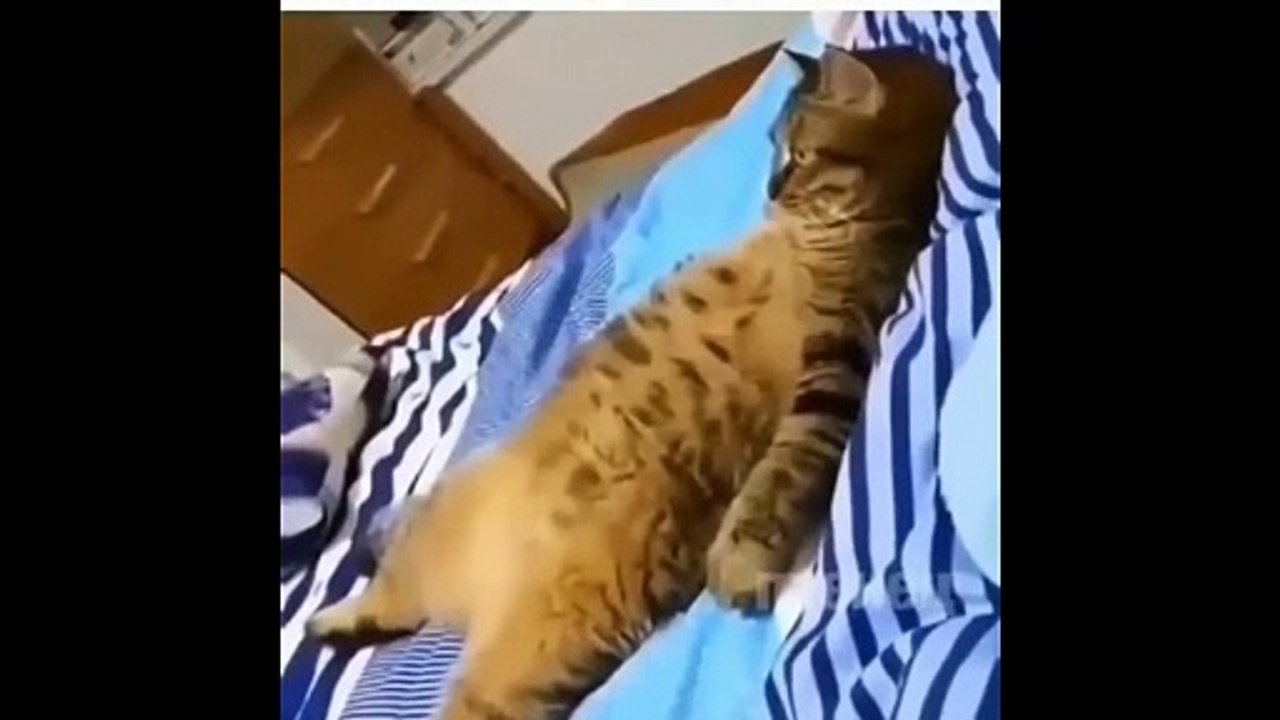 funny amazing animal4