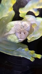 Watching A Glass Frog's Organs Through Transparent Skin