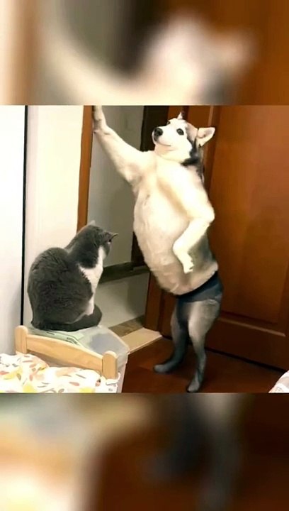 Most funny videos 