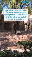 Heart-stopping moment zookeepers get trapped in silverback gorilla enclosure
