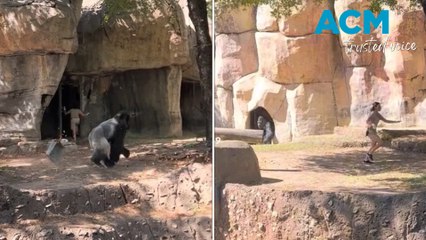 Heart-stopping moment zookeepers get trapped in silverback gorilla enclosure