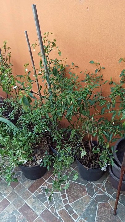 plantas en macetas jardin en el patio naturaleza chile aji guindillas siembra un arbol