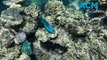 Coral bleaching in the southern Great Barrier Reef