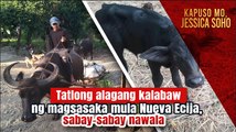 Tatlong alagang kalabaw ng magsasaka mula Nueva Ecija, sabay-sabay nawala | Kapuso Mo, Jessica Soho