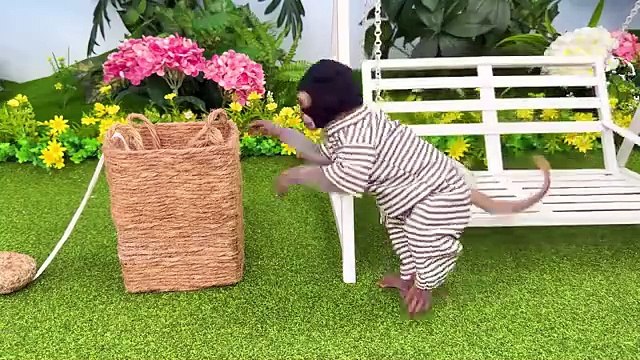 Monkey Baby Bon Bon eats Food with the ducklings in the garden and goes to harvest watermelon