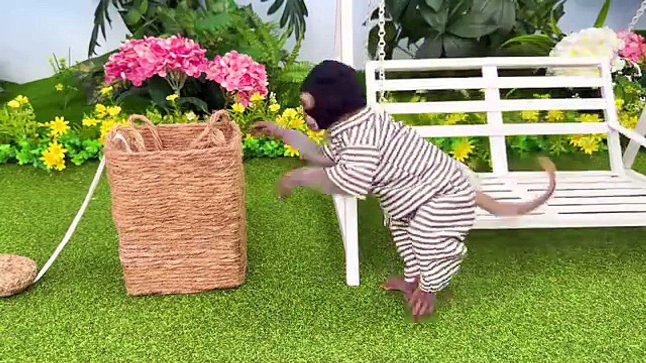 Monkey Baby Bon Bon eats Food with the ducklings in the garden and goes to harvest watermelon