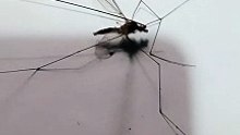 Giant Mosquito 