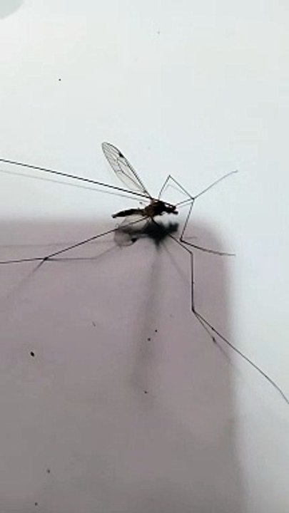 Giant Mosquito