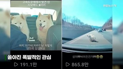 [씬속뉴스] '고속도로 사모예드' 견주 찾았다 "잠금장치 제대로 안채워…죄송"
