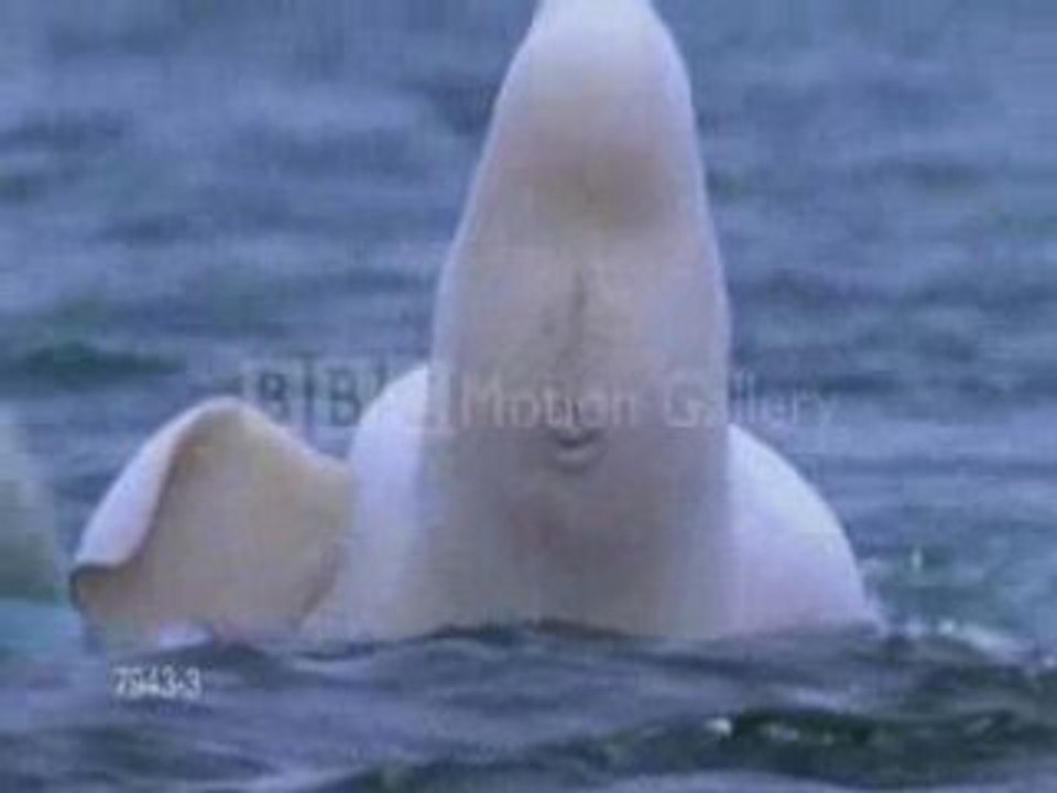 Beluga video