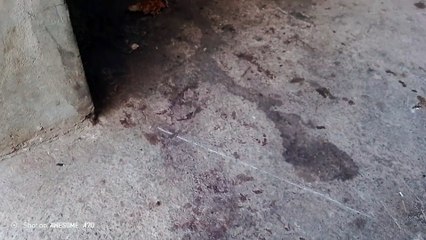 my dog menstration time