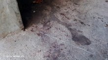 my dog menstration time