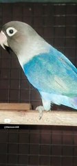 Talking love birds