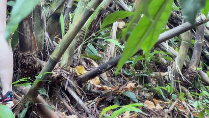 Beautiful girl makes her own bamboo bed and lives alone
