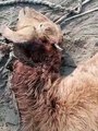 जंगली जानवर ने चार बकरियों को मार डाला