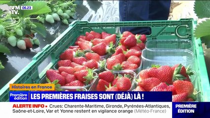 Les fraises déjà de retour sur les étals
