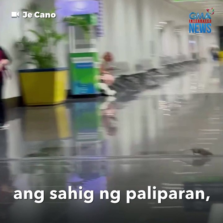 Daga na naman? Mga pasahero sa NAIA, binulabog ng mga peste! | GMA Integrated Newsfeed
