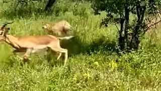deer kicked leopard like a zebra #animals #viral