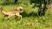 deer kicked leopard like a zebra #animals #viral