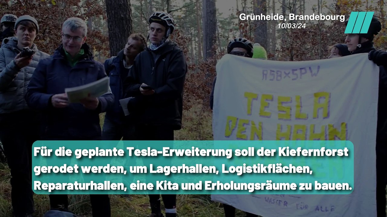 Kiefernforst bedroht: Protest gegen Rodung für Tesla Erweiterung