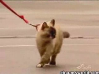 Chat bien éduqué !