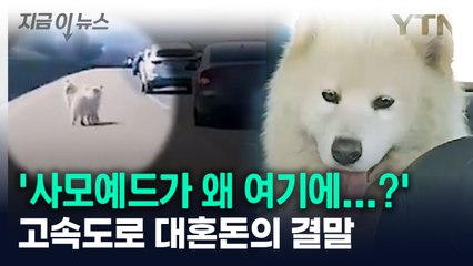 고속도로 대혼돈 속 사모예드 구조! 🐕 무사히 주인 품으로 돌아간 사연
