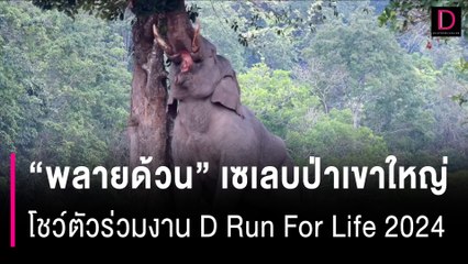 "พลายด้วน" เซเลบป่าเขาใหญ่ โชว์ตัวร่วมงาน D Run For Life 2024 | HOTSHOT เดลินิวส์ 11/03/67