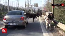 TEM Otoyolu'na giren büyükbaşlar ortalığı birbirine kattı