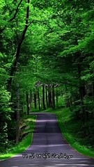 سورة الرحمان بصوت الشيخ ياسر الدوسري الاية ٦٢ الى ٧١