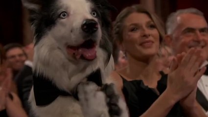 Anatomy of a Fall dog Messi steals the show by clapping at Oscars