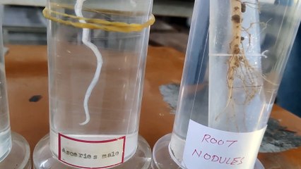 Spotting Class 12 Biology Practical