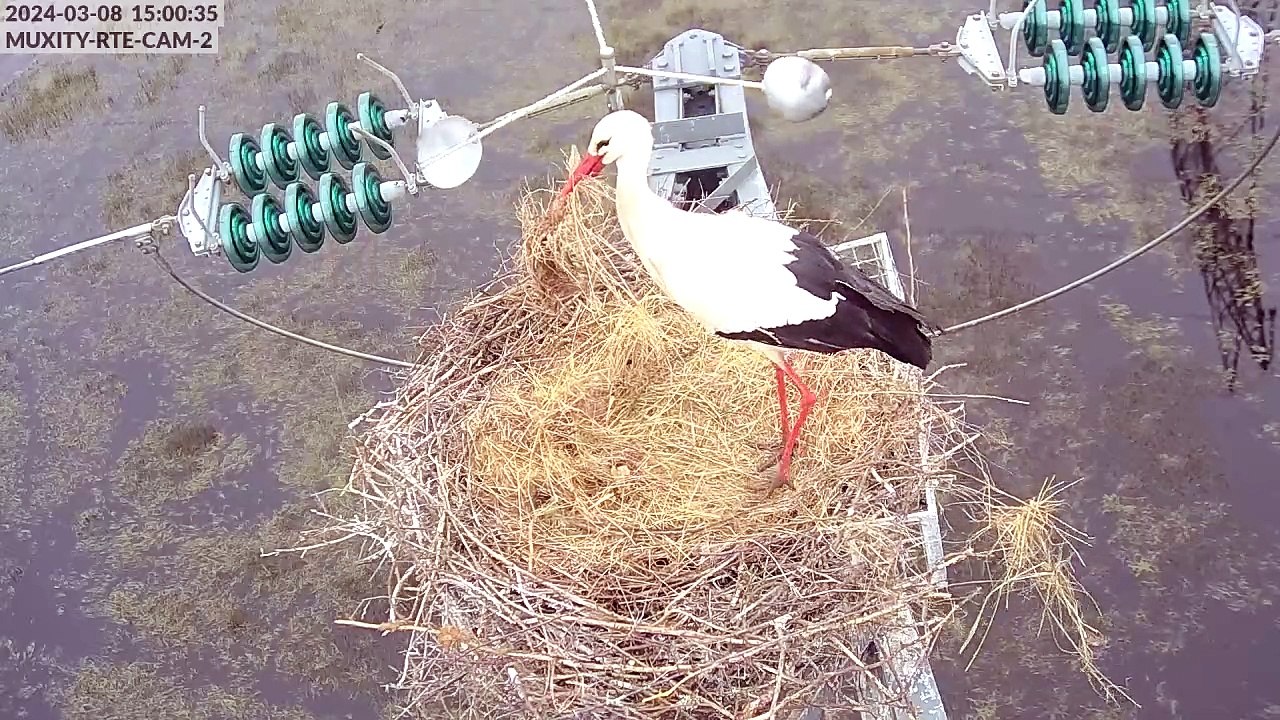 Caméras cigognes 2024 - séquence chapardage sur nid2