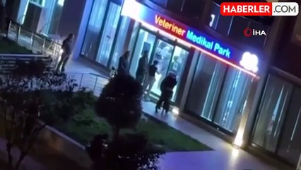 Veterinerde kedisi ölen sosyal medya fenomeni sinir krizi geçirdi: O anlar kamerada