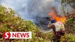 No rest for the weary as secondary forest fires spread in Kota Belud