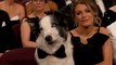 Oscars 2024 : Jimmy Kimmel tacle Gérard Depardieu avec une blague sur le chien Messi