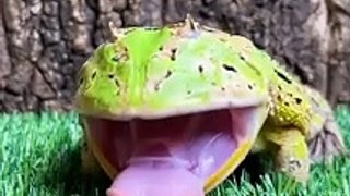 The frog brother performs eating bugs.