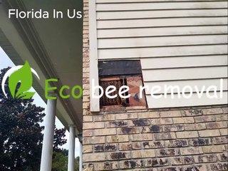 Eco bee removal VIDEO