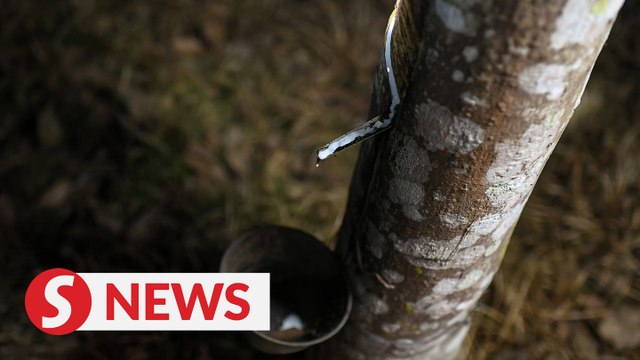 Cabinet paper being prepared on rubber smallholders' problems