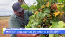 Australian Grape Farmers Forced To Destroy Crops Amid Wine Glut