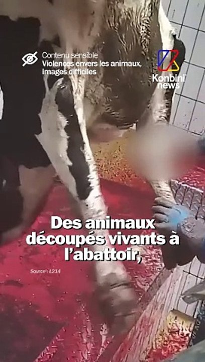 DES ANIMAUX DÉCOUPÉS VIVANTS À L’ABATTOIR, L214 sort une nouvelle enquête.