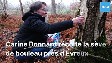 Carine Bonnard récolte la sève de bouleau près d'Évreux