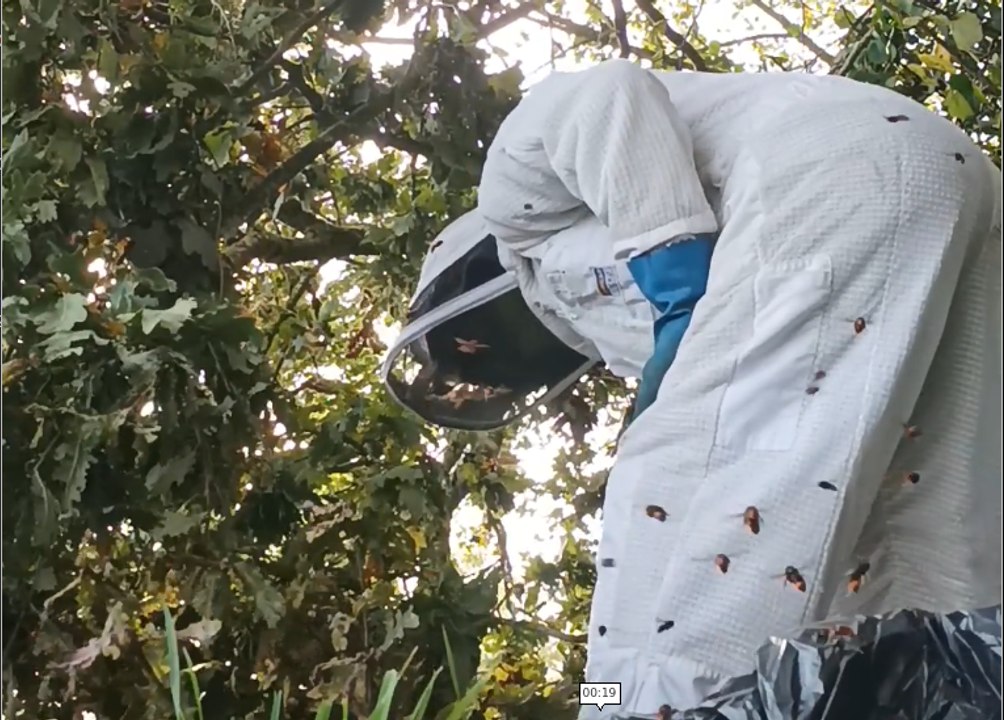 il-defend-ses-abeilles-locales-contre-les-frelons-asiatiques