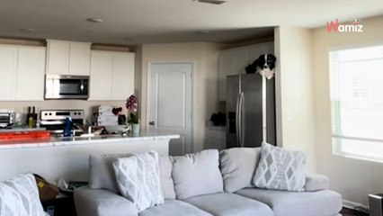 Ce chien d'assistance détecte que son humaine va mal : sa bravoure émeut 26,6M de personnes (vidéo)