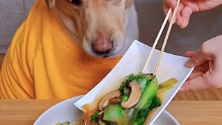Hungary Dog | Dog Want To Eat Food | Animals Eating Food | Animals Satisfying Videos | Cute Pets #animal #pets #dog #doglover #cutepuppies #fun #love #cute #beautiful #funny