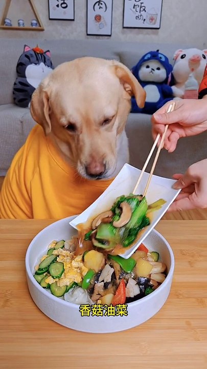 Hungary Dog | Dog Want To Eat Food | Animals Eating Food | Animals Satisfying Videos | Cute Pets #animal #pets #dog #doglover #cutepuppies #fun #love #cute #beautiful #funny