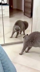 cat Cutest thing you'll see today