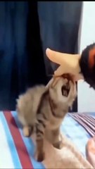 Funniest animals,Funny and Fails Pets Video
