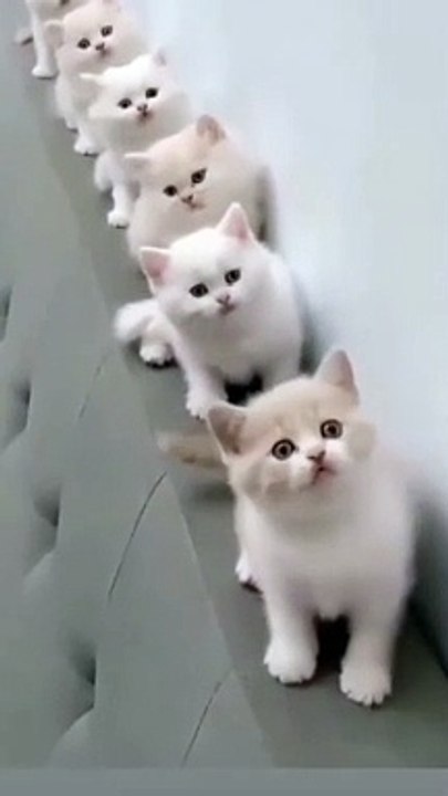 wowcat