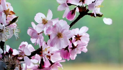 template Videos Blooming, Tree flowers, Spring - adalinetv