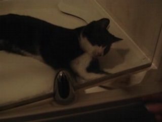 Fighting Shower-Cat and the Finger that moved...